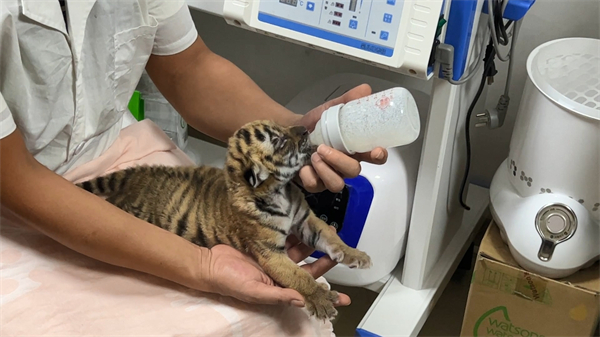 圖說1:剛出生十天的華南虎寶寶在喝奶.jpg