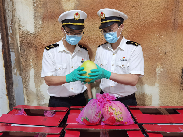 2、廣州海關所屬佛山海關駐高明辦事處關員對出口蜜柚進行監管（譚綺紅攝）.jpg