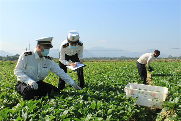 圖2:揭陽海關關員到供港蔬菜基地開展現場監管工作(吳豐 攝).jpg