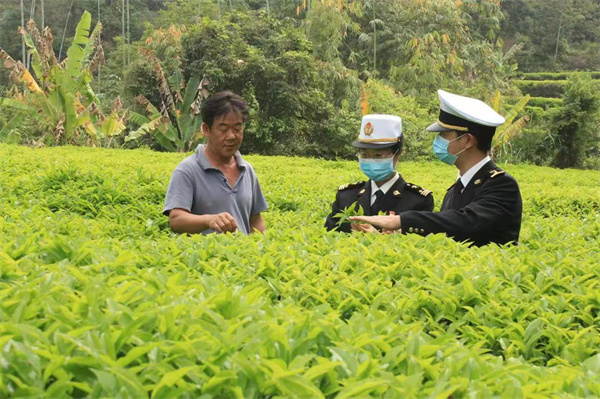 圖二：揭陽海關關員到轄區出口茶葉基地開展日常監管（林丹琪 攝）.jpg