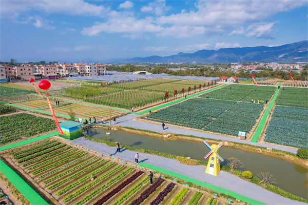 翔安區的農田航拍 許秋珩攝影.jpg