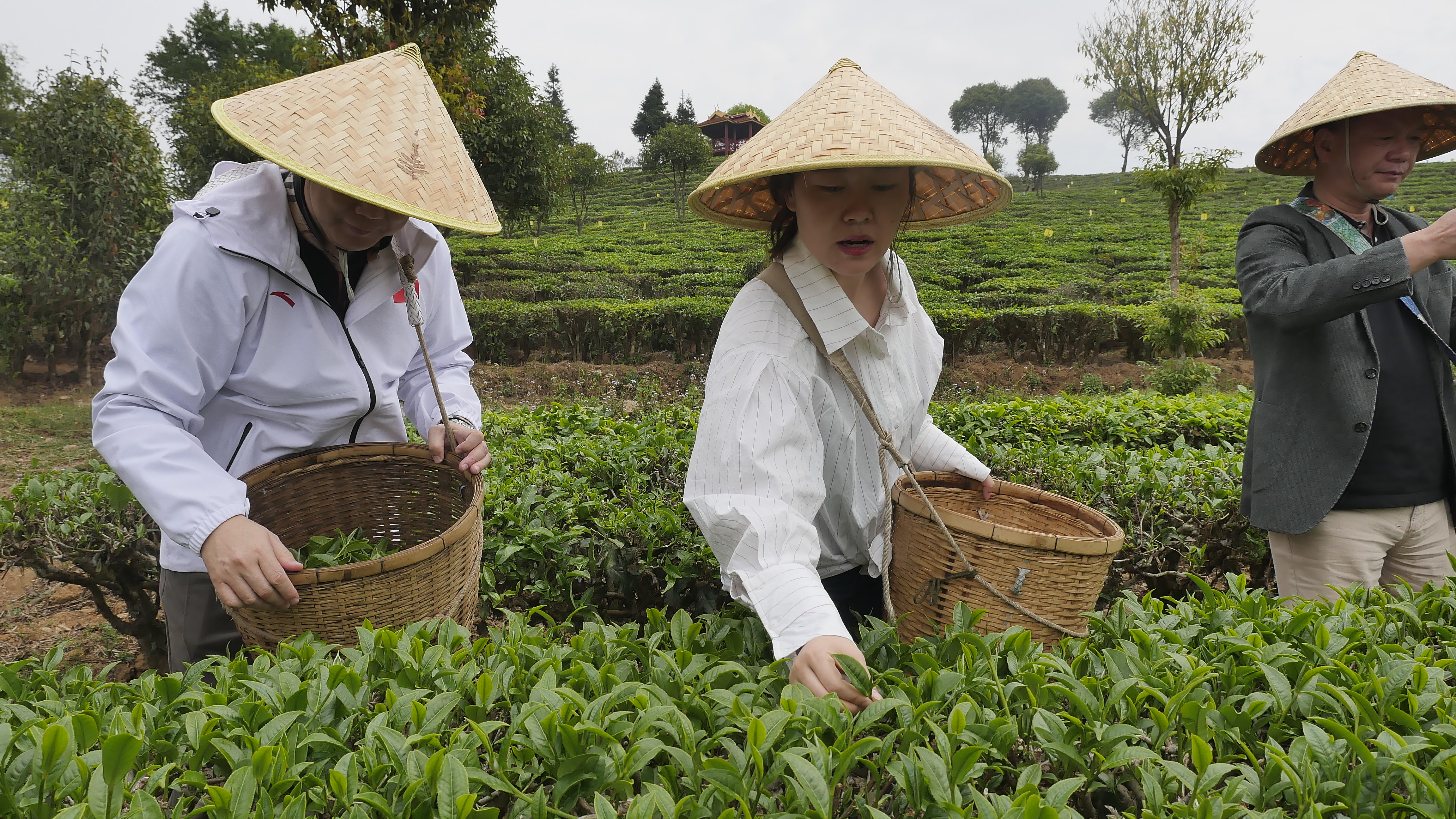 2、記者在體驗采茶.JPG