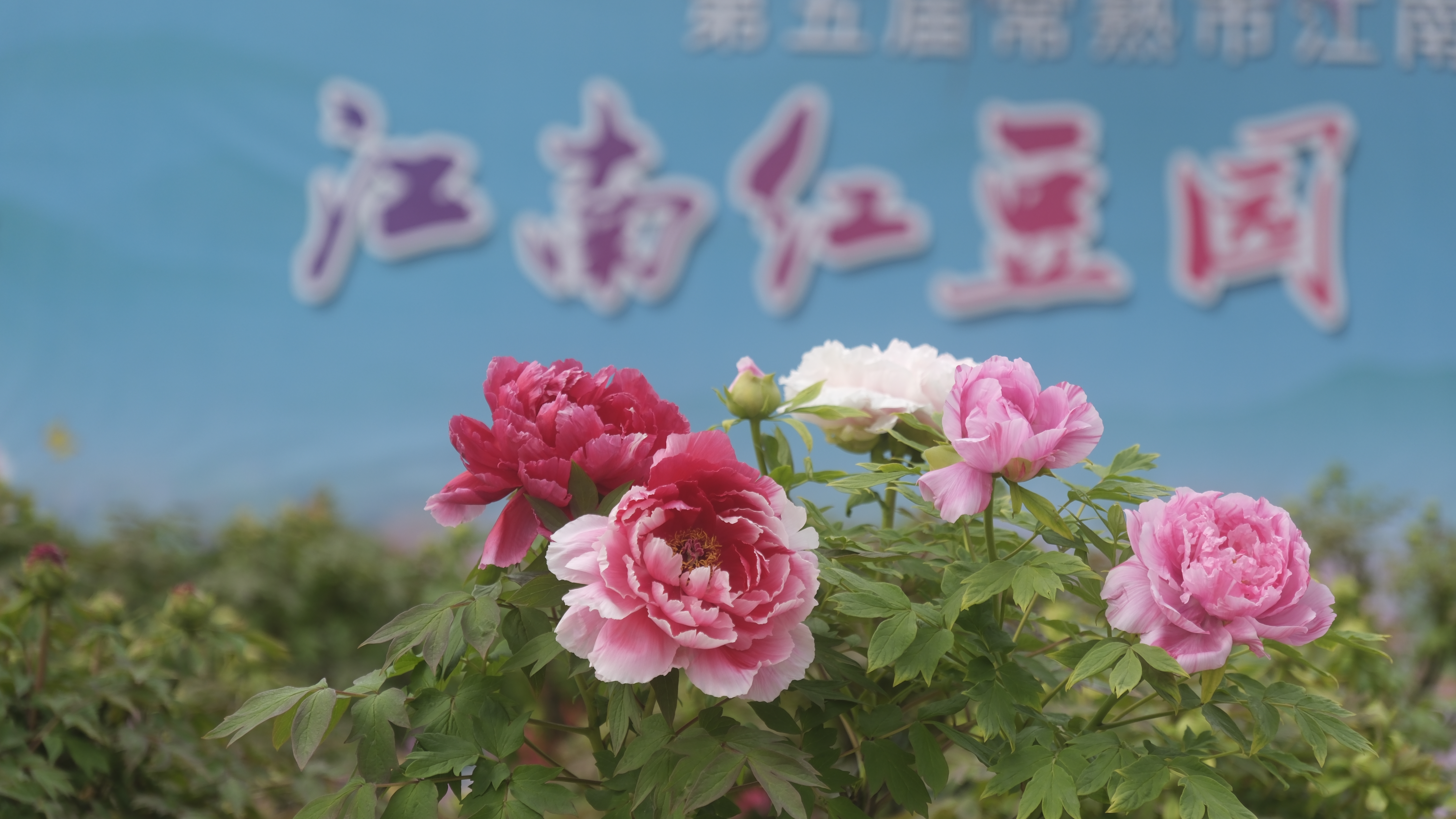 牡丹.jpg