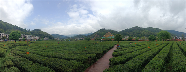 图一 汤湖观光茶园.jpg