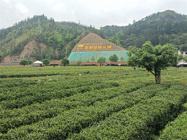 图二 建设茶旅品味小镇.jpg