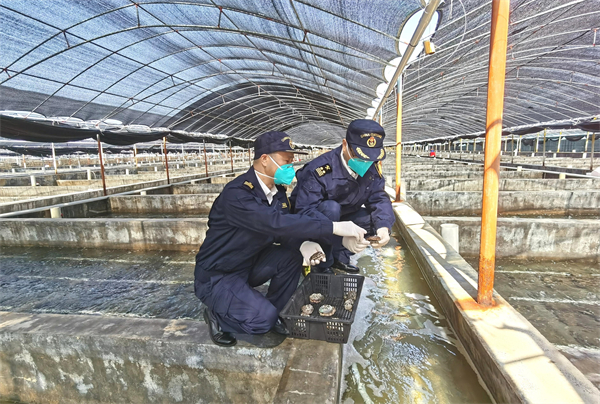 图2：揭阳海关关员到出口鲍鱼养殖基地进行日常监管（胡永 摄）.jpg