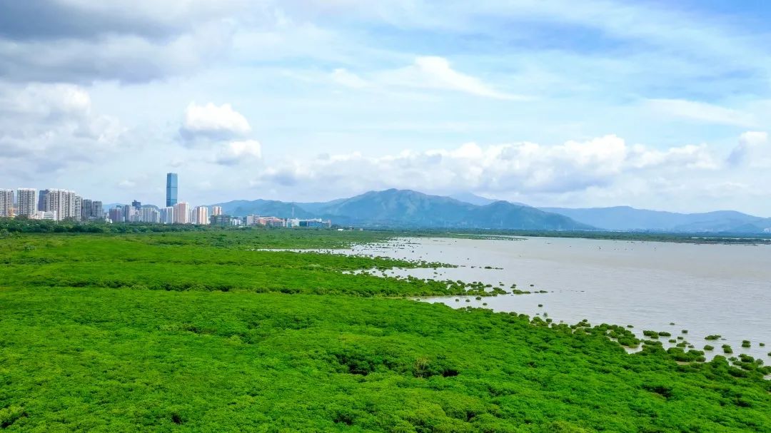 豐草長林 濕意深圳.jpg