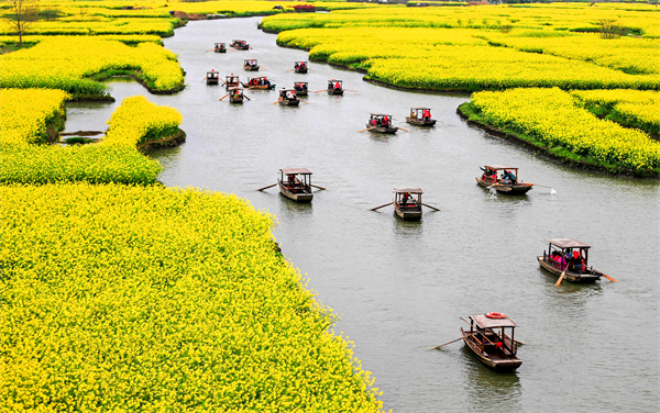 7興化千垛菜花 (2).jpg