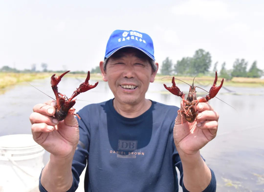 3.安徽「巢湖產」小龍蝦全面上市.png