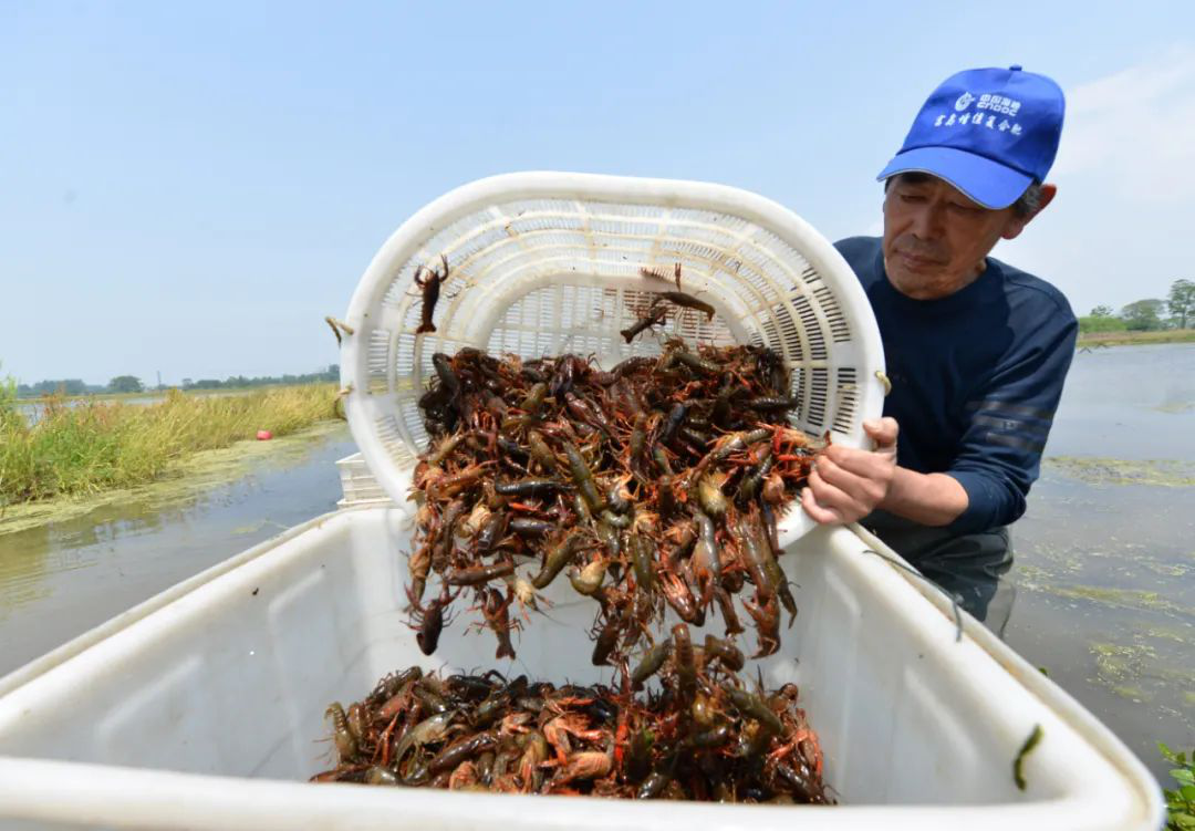 2.安徽「巢湖產」小龍蝦全面上市.png