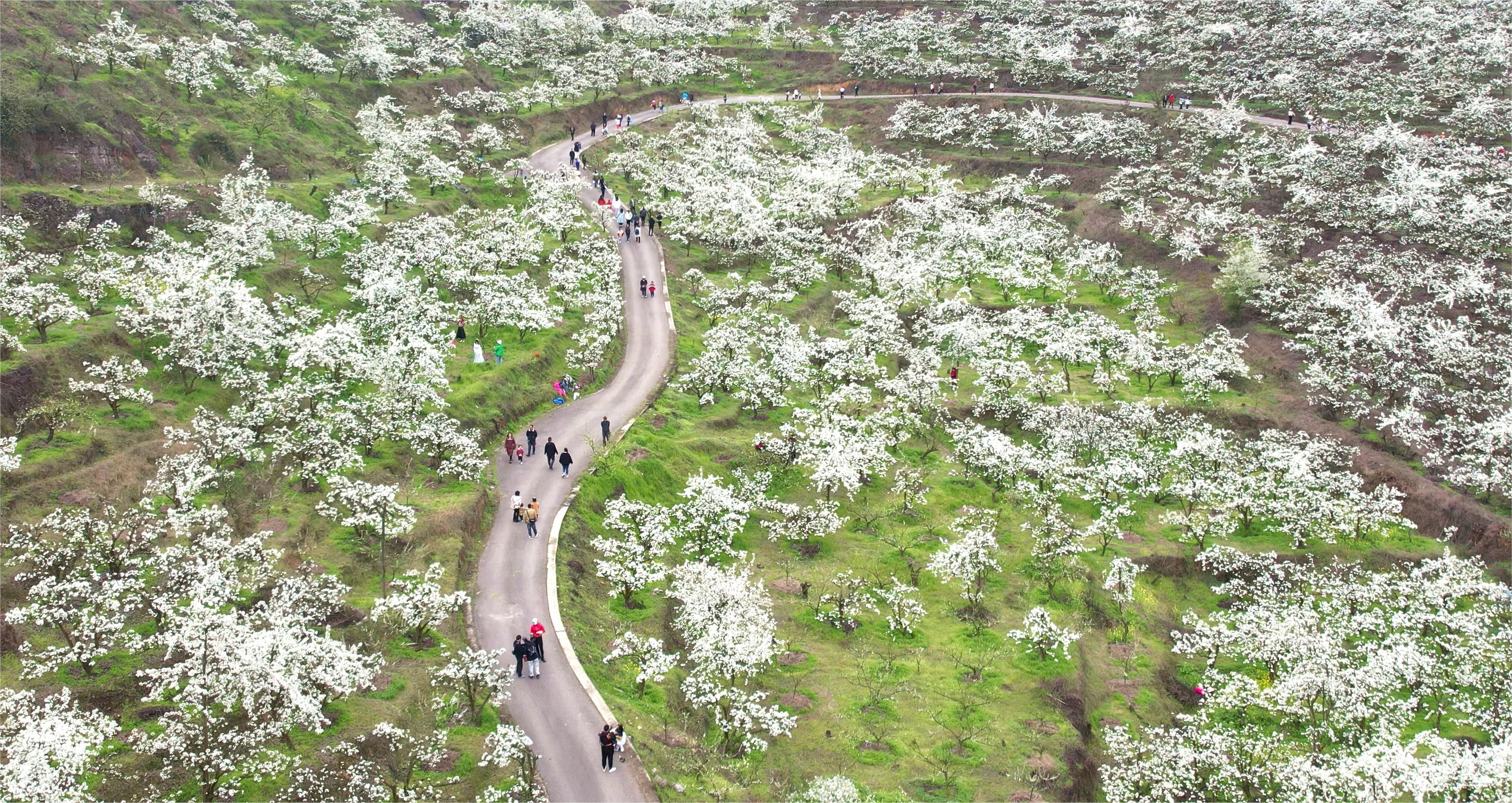 镇远县柏杨坪生态农业观光园千亩梨花盛开，迎来众多游客。（雷晟 摄）.jpg