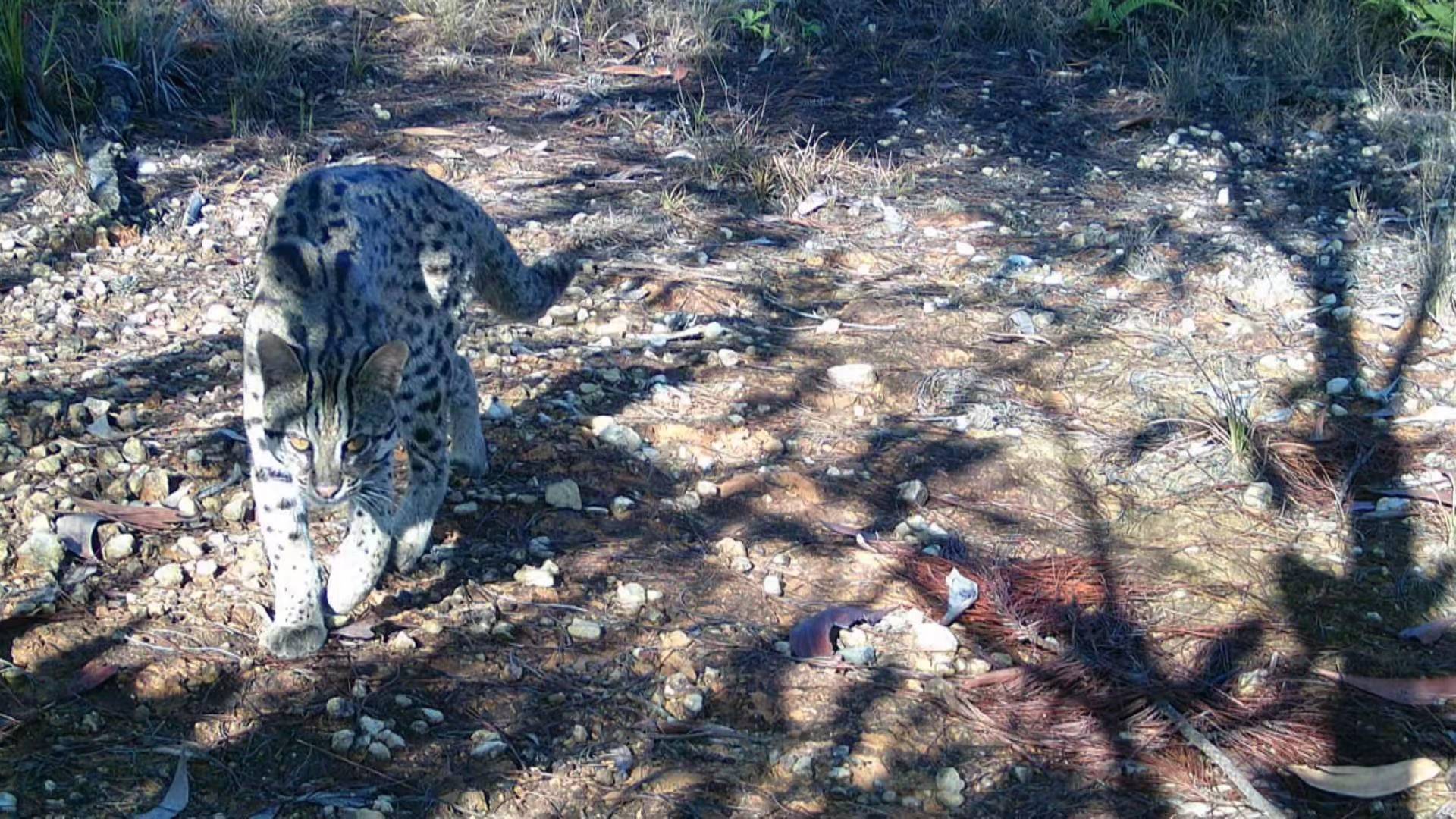 2、豹貓 國家二級保護野生動物 發現于廣東惠東縣烏禽嶂.jpg