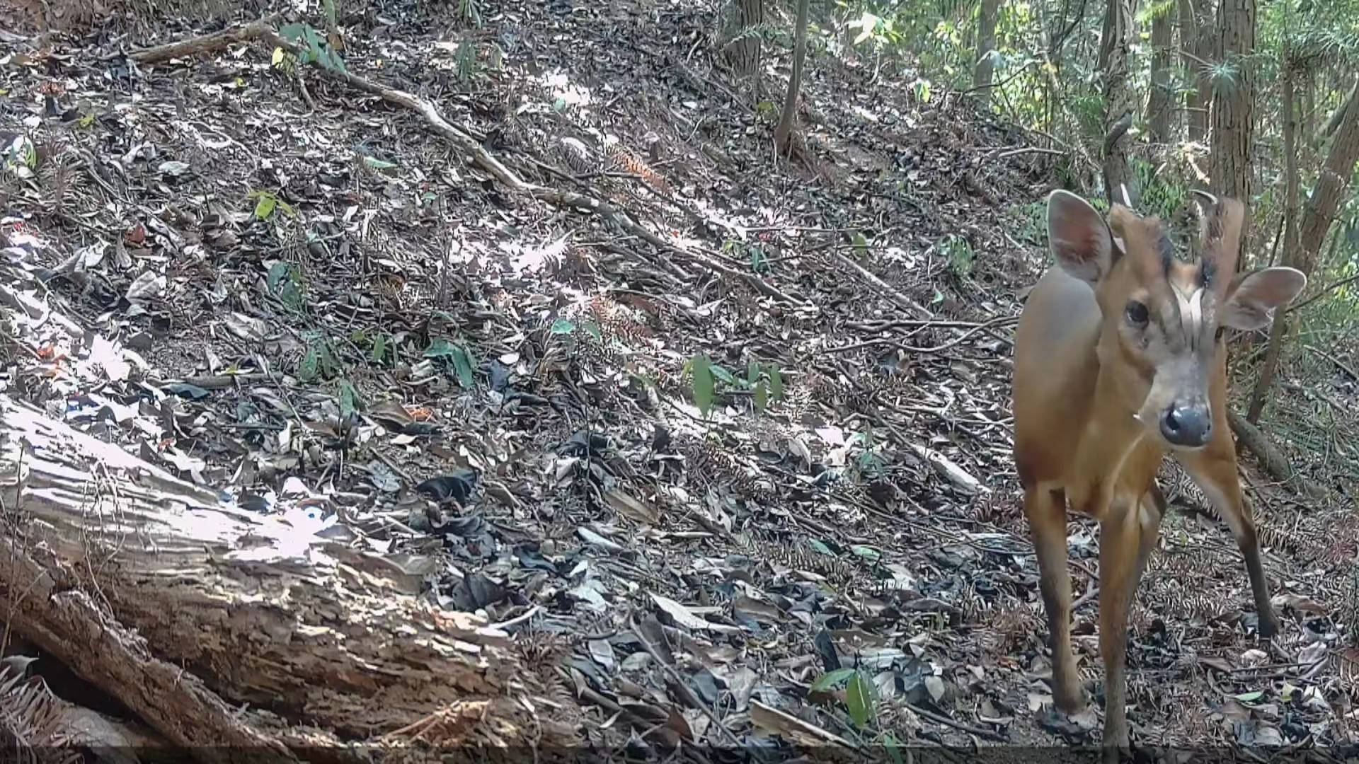 4、赤麂 國家三有保護動物 發現于廣東惠東蓮花山省級自然保護區.jpg