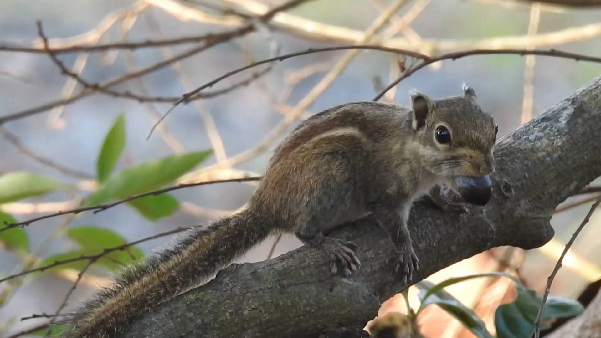 5、倭花鼠 國家三有保護動物 發現于廣東惠東古田省級自然保護區.jpg