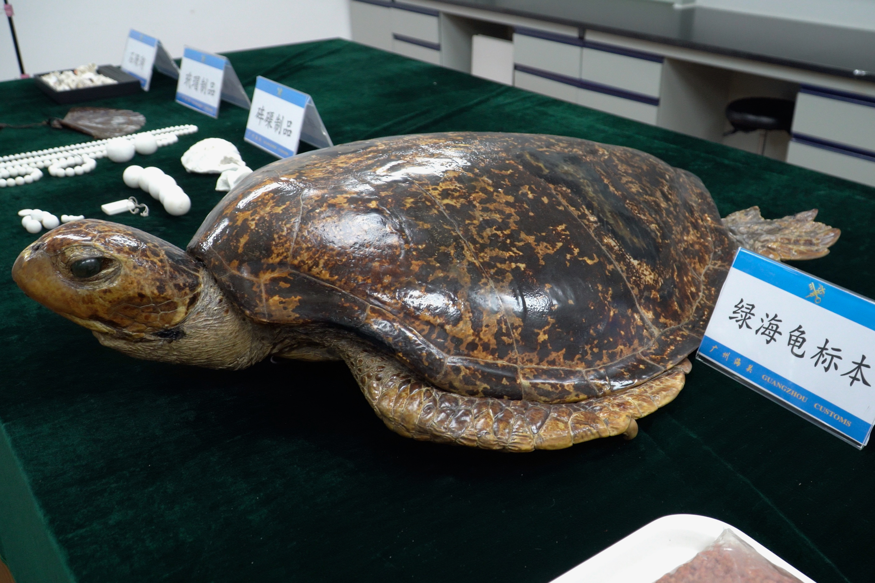 廣州海關查獲的政治綠海龜標本.jpg