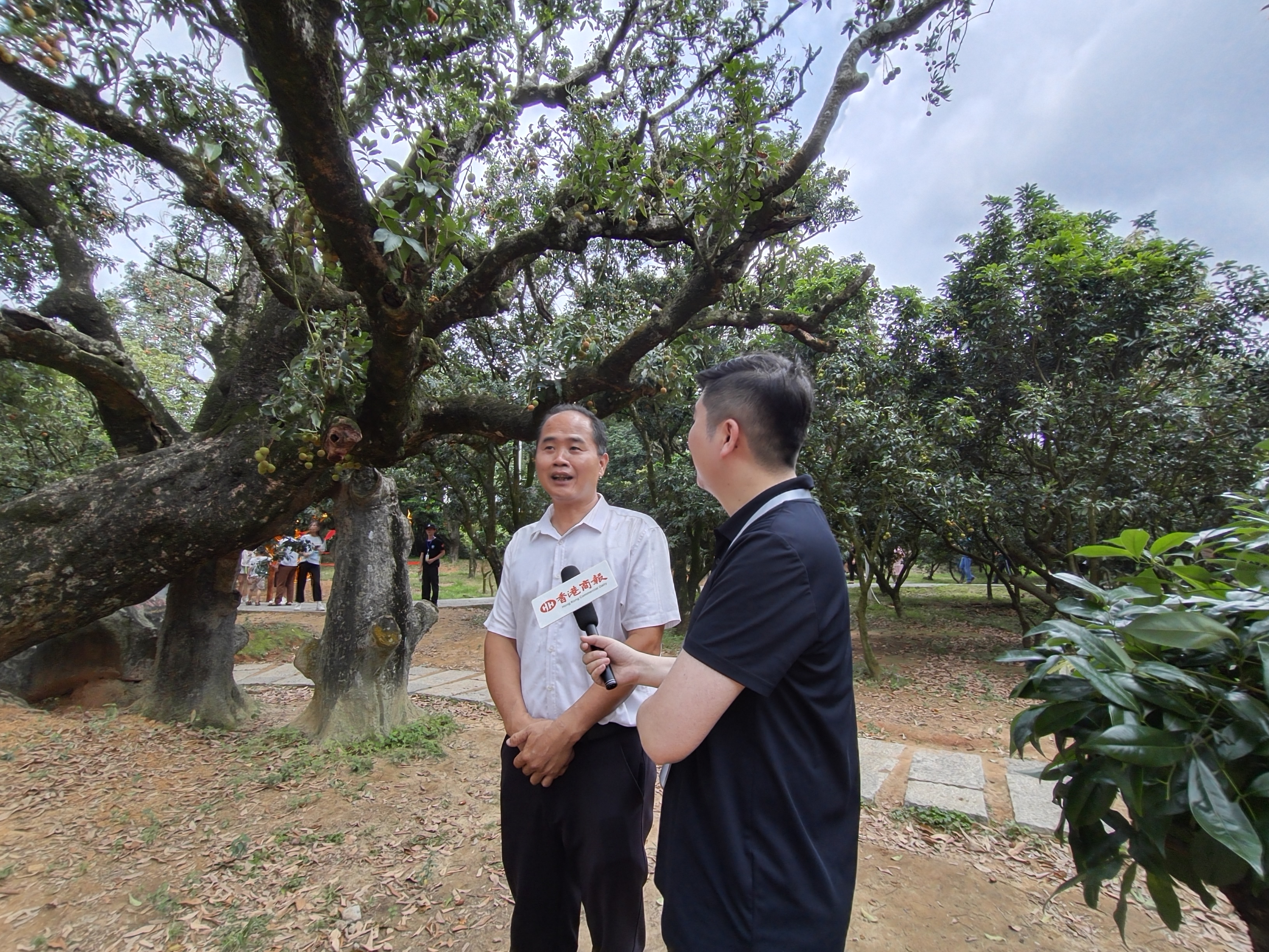 图6、根子镇柏桥村委会党总支委员何树志,贡园古荔枝树守护人.jpg