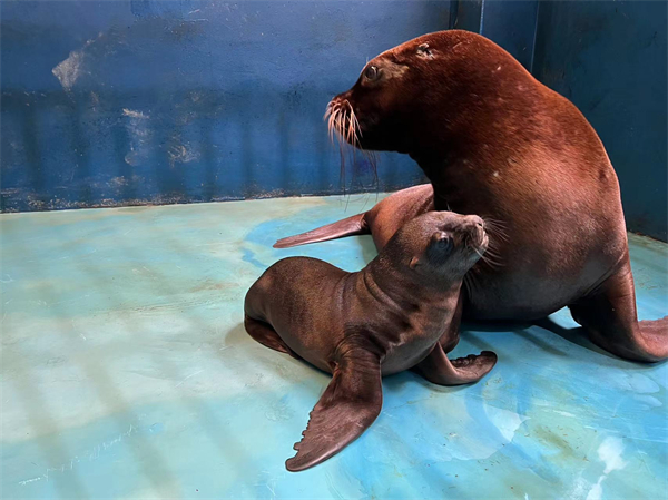 海洋奇梦馆海狮哈妮与妈妈.jpg