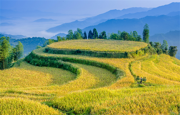 图二 桃源梯田 彭志强摄.JPG