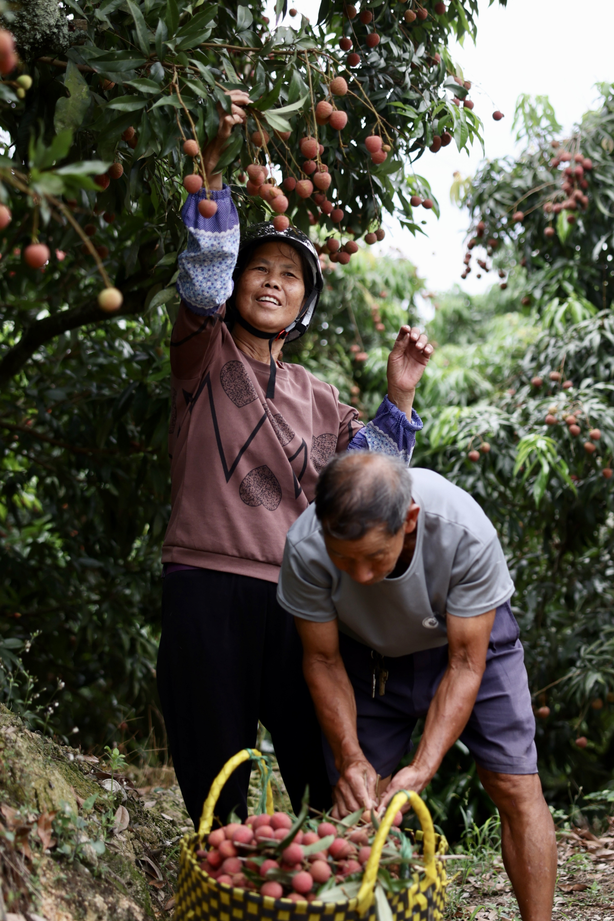 3、豐收的喜悅 陸敏 攝.jpg