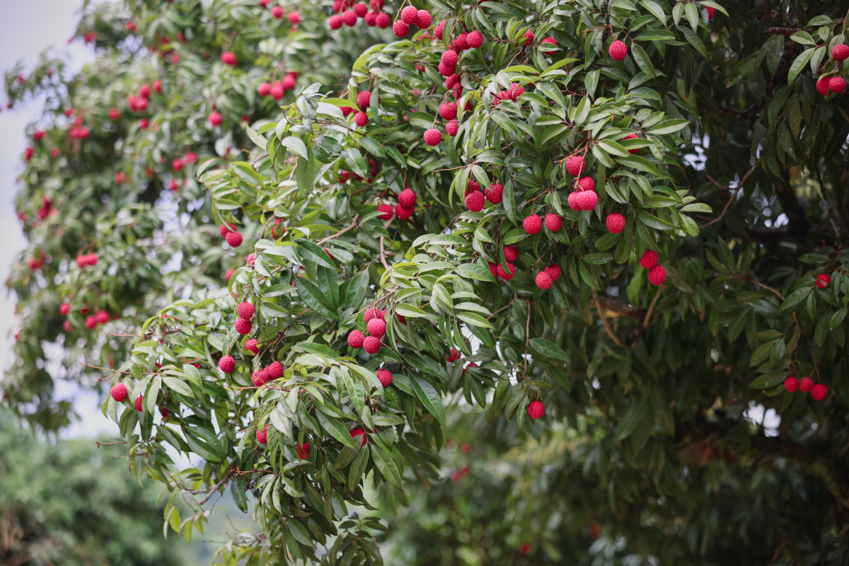 4、香荔 黃開碧 攝.jpg