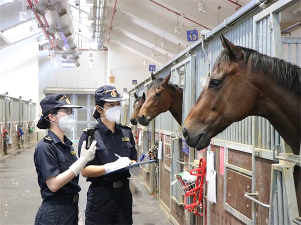 圖為：廣州海關所屬從化海關關員對進境馬匹開展查驗，保障粵港跨境運輸賽馬順暢通關.jpg