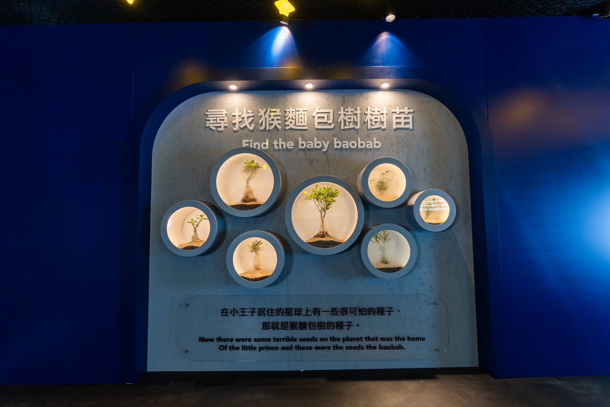 212_小王子80周年呈獻_藝遊宇宙_章節II_探索純真_尋找猴麵包樹樹苗.jpg