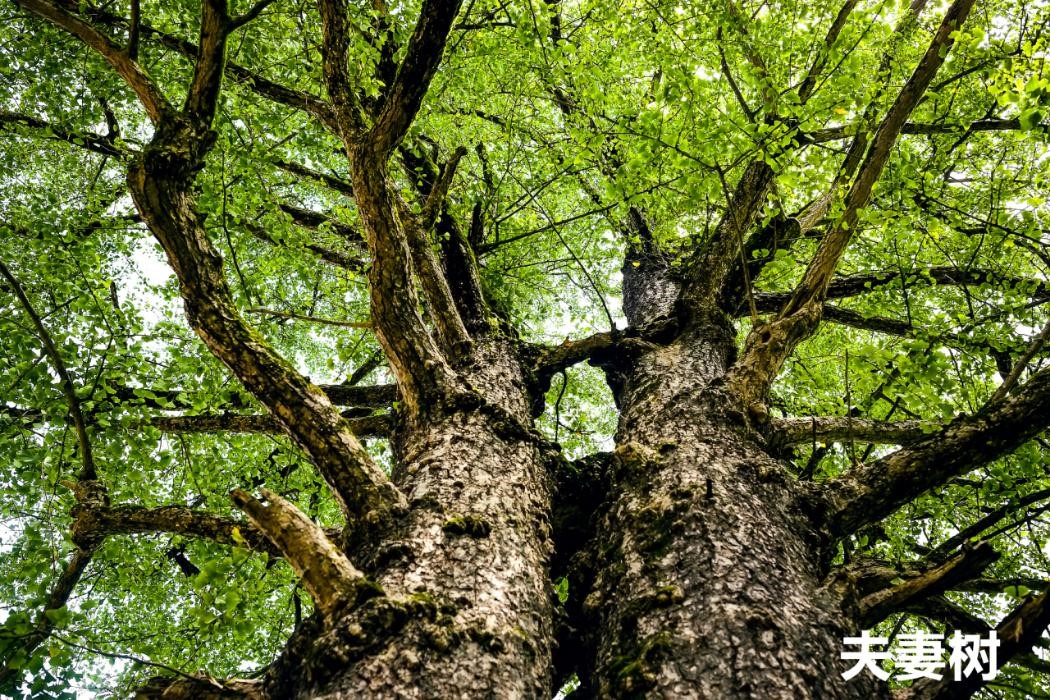 雙牌縣桐子坳夫妻樹.jpg