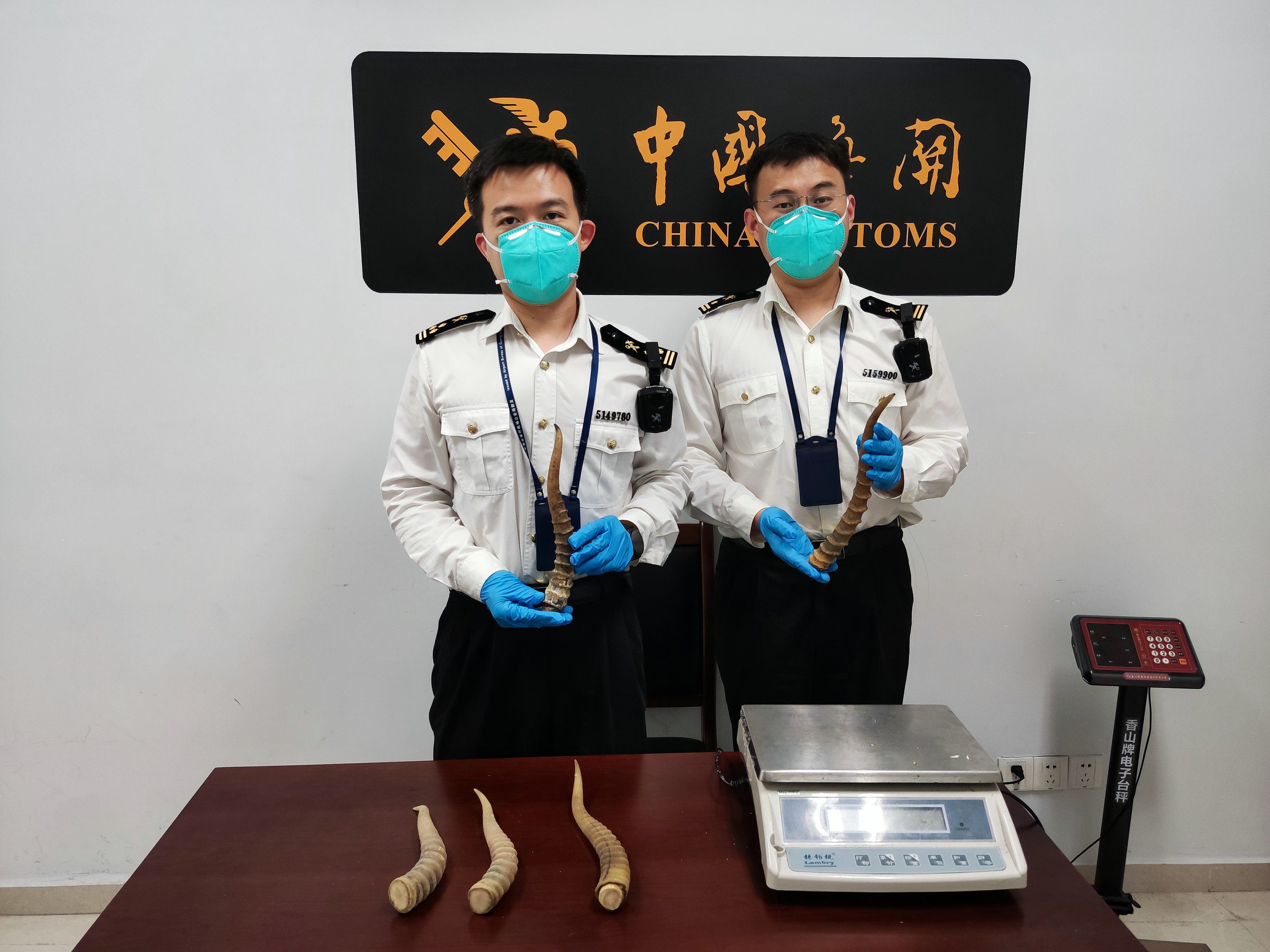 广州海关关员查获旅客违规携带进境的濒危羚羊角(关芸摄).jpg