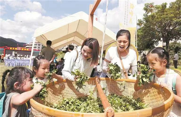 在安溪縣城廂鎮經兜村孩子們感受安溪鐵觀音茶青的氣息 張九強 高慧子 攝.jpg