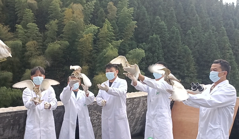 图四 放飞环志的候鸟.png