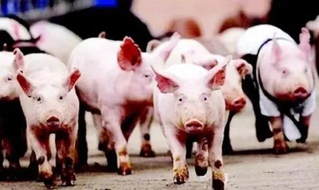 生豬集中出欄 價格急速回落