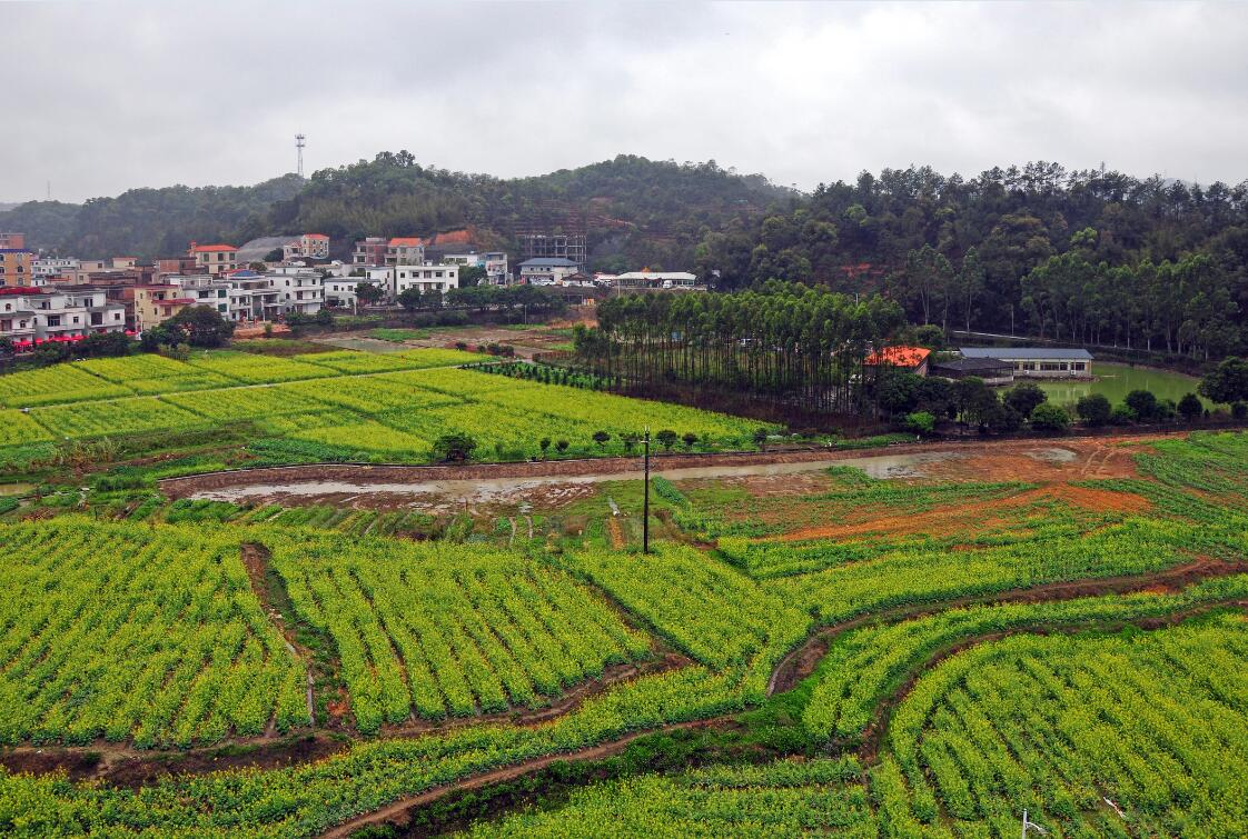 第十一届广州梯面油菜花旅游文化节暨2019国际（粤港澳大湾区）候鸟文化节开幕