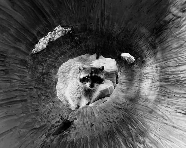 苹果“Shot on iPhone”摄影大赛获奖作品揭晓