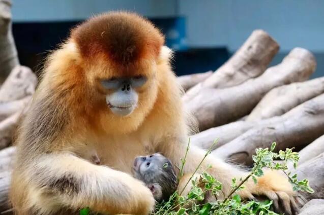 海洋公园「喜得贵子」｜国宝金丝猴生二胎啦！邀你帮改个名呢~