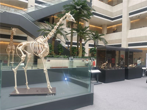 “香港博物館節”深圳場啟動  “識骨尋宗”展亮相深博