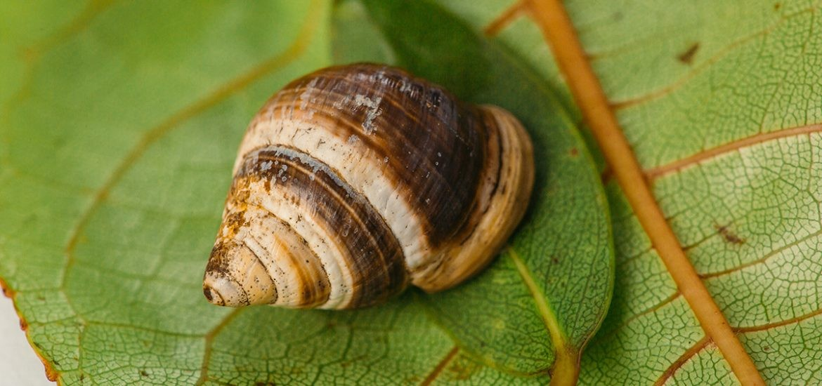 世上最悲傷的科研任務：送別地球上最後一個它