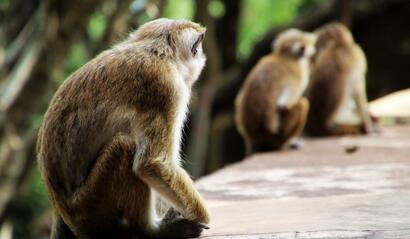 游客屡被猴咬 媒体：景区不能仅“被动防御”