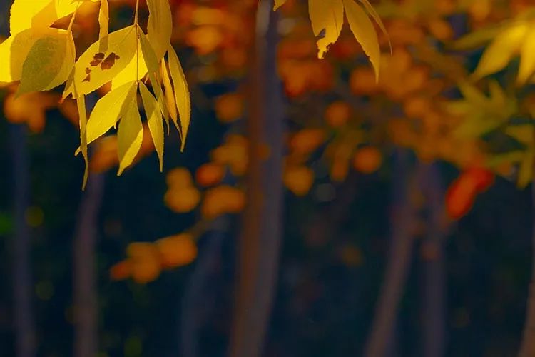 中国最美的秋天，都在院子里