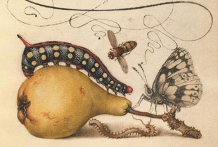 这部诗意的科普书里，有关于动植物、星系天体的童话