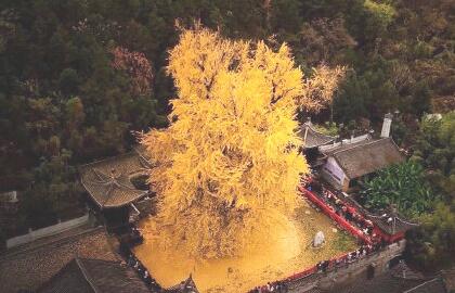 千年银杏走红，李世民亲手栽种