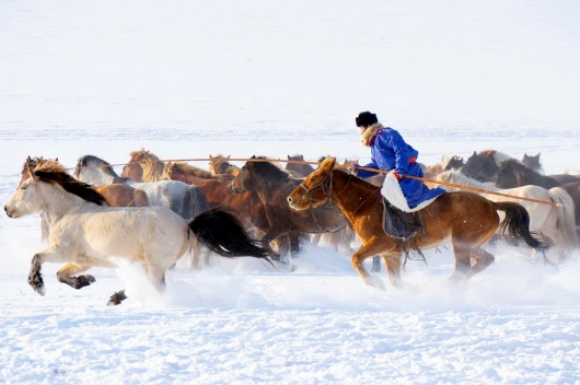内蒙古赤峰举行草原马文化活动 万马奔腾场景壮观 