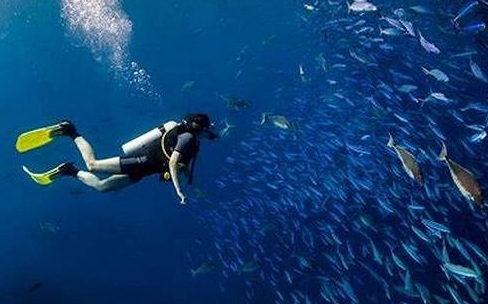 全球首例：帕劳实施防晒霜禁令保护珊瑚