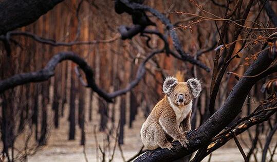 山火还未结束，澳大利亚旅游凉了吗?