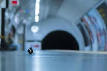 为食而战！伦敦地铁两只老鼠搏斗照夺摄影大奖