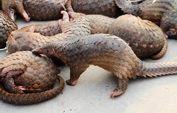 食野生動物早該禁