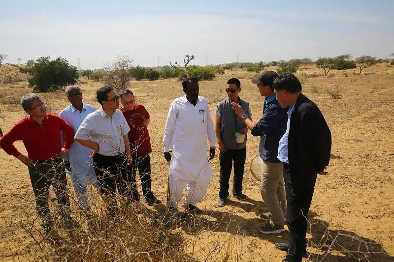 中國專家：「牧鴨治蝗」不適用於巴基斯坦蝗災