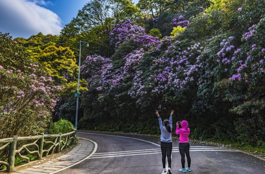 相約春暖花開 雲端賞花倒計時 深圳市梧桐山第五屆毛棉杜鵑花會即將啟幕