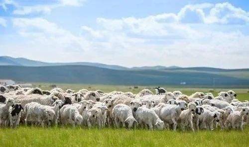 蒙古國贈3萬隻羊 正貼春膘7月抵華