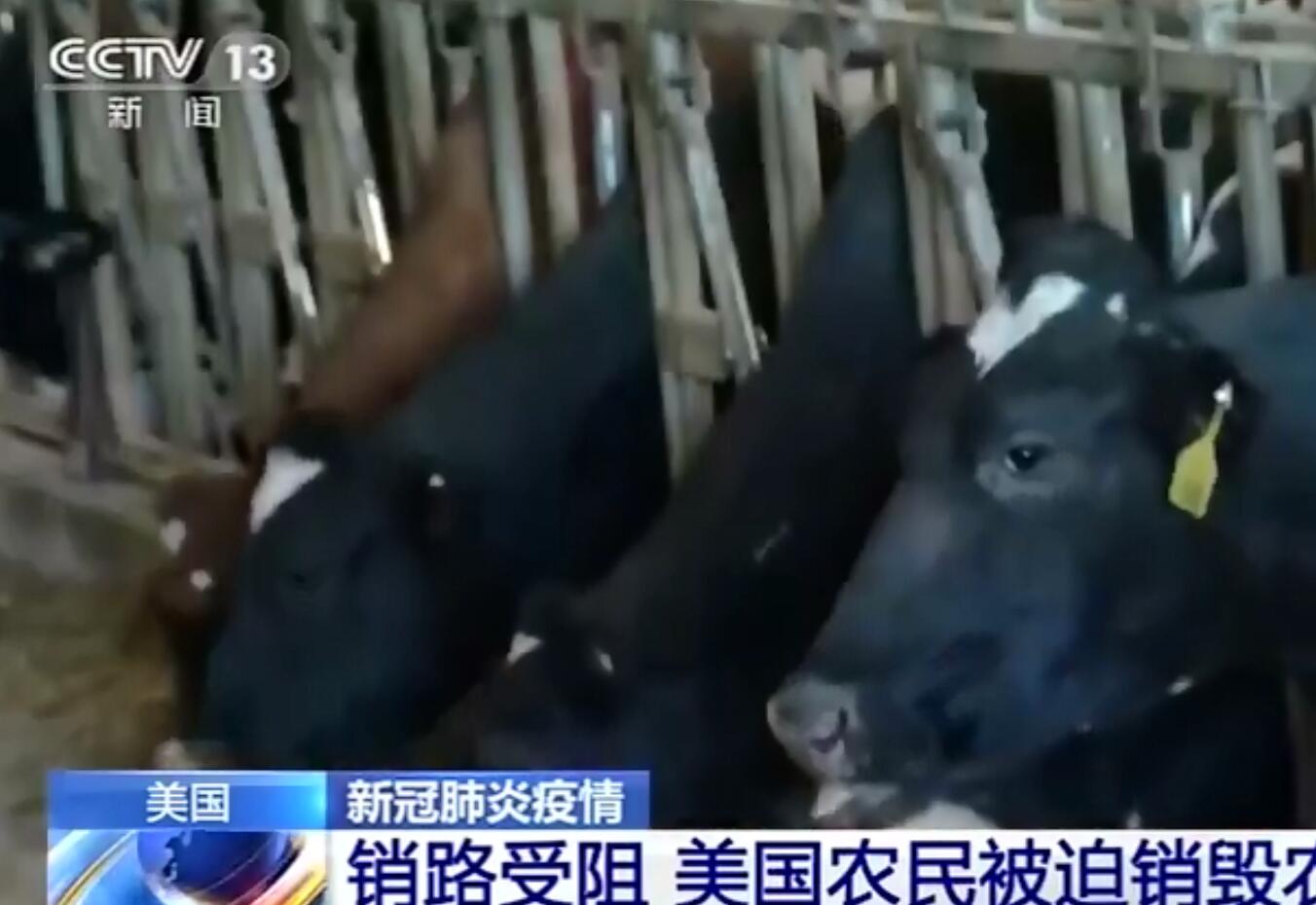 美国约5%的牛奶被倾倒，每天倒掉1400万升