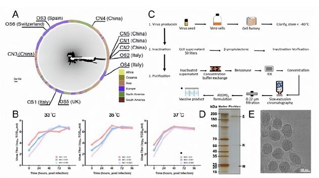 中国披露全球首个新冠疫苗非人灵长类实验结果：有效、安全